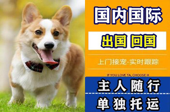 衢州市宠物托运公司衢州市宠物托运公司衢州市宠物托运公司