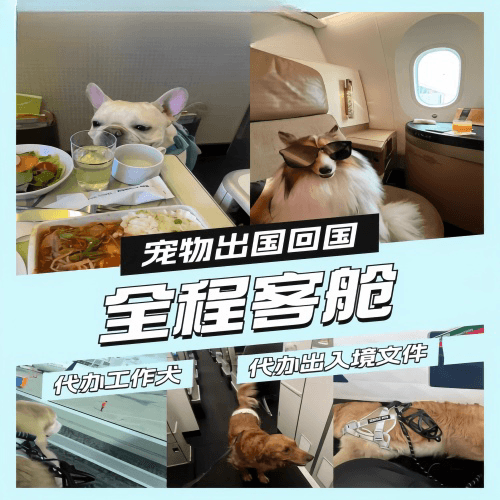 衢州市宠物托运到白俄罗斯宠物入境规定和要求
