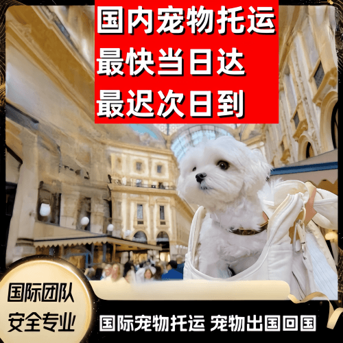 衢州市到澳大利亚（澳洲）宠物入境规定和要求